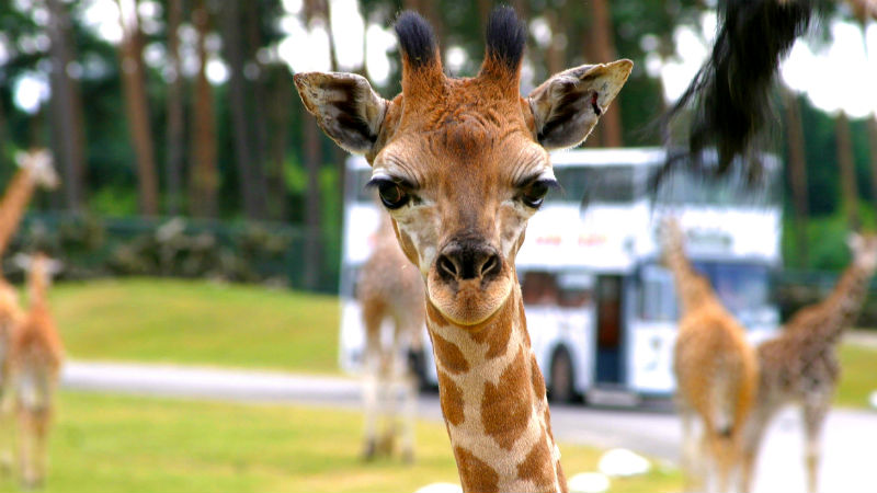 SERENGETI-PARK_Tierwelt_Giraffe_blog